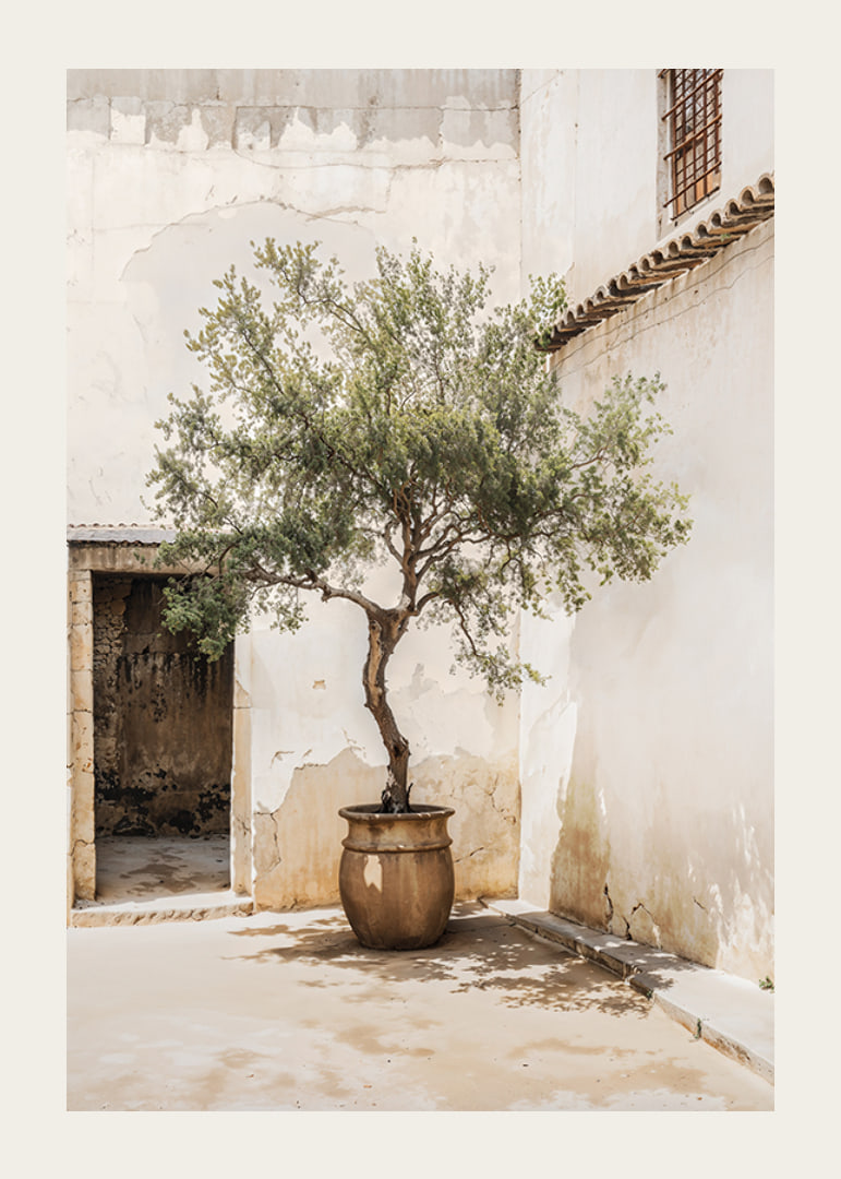 Photograph of olive tree in pot against sun-bleached wall-12