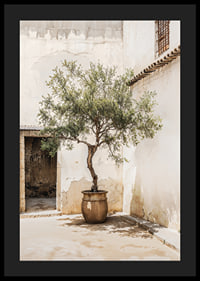 Photograph of olive tree in pot against sun-bleached wall-4