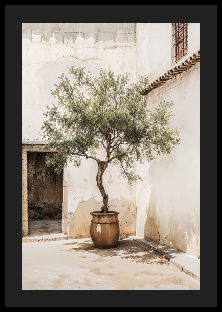 Fotografi av olivträd i kruka mot solblekt vägg-12