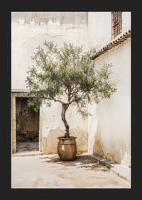 Fotografi av olivträd i kruka mot solblekt vägg-5