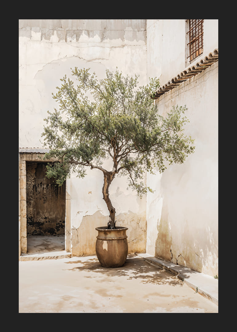 Fotografi av olivträd i kruka mot solblekt vägg-12