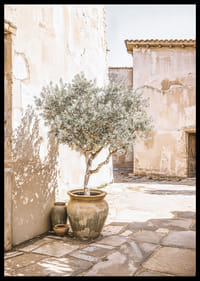 Olive Tree Mediterranean Setting No1-6
