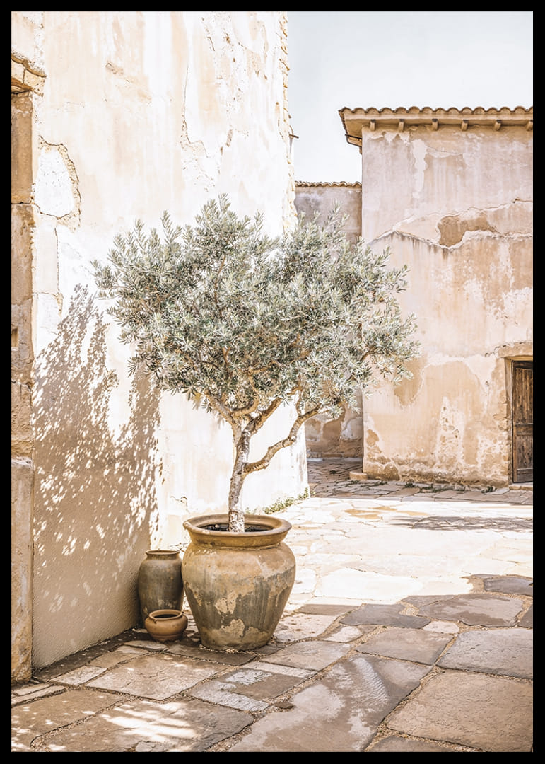 Olive Tree Mediterranean Setting No1-12