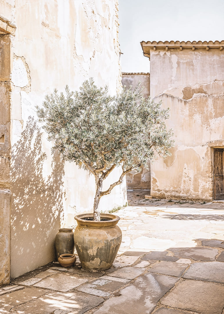 Olive Tree Mediterranean Setting No1-12