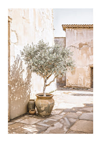Olive Tree Mediterranean Setting No1-1