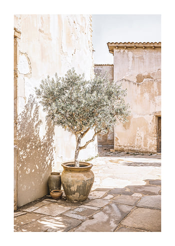 Poster Olive Tree Mediterranean Setting No1