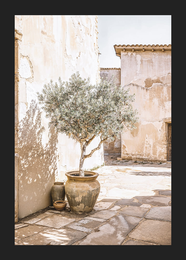 Olive Tree Mediterranean Setting No1-12