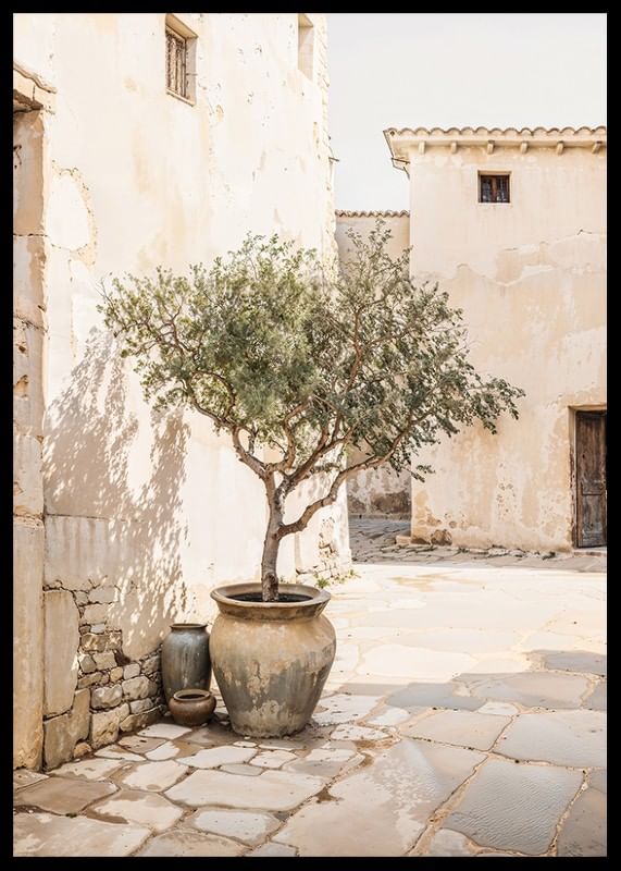 Olive Tree Mediterranean Setting No1-12