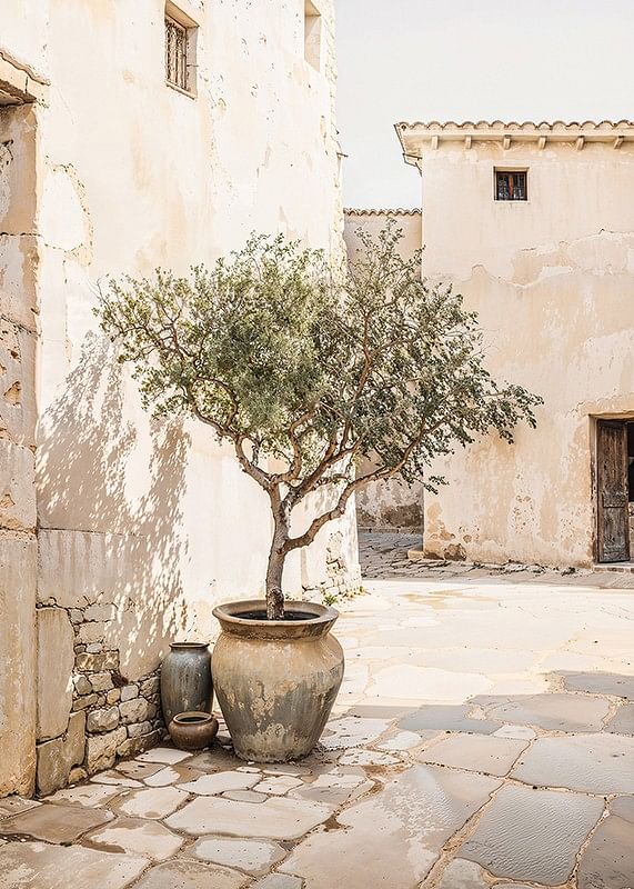 Olive Tree Mediterranean Setting No1-12