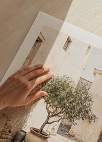 Olive Tree Mediterranean Setting No1-5