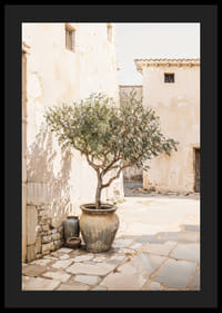 Olive Tree Mediterranean Setting No1-4