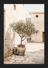 Olive Tree Mediterranean Setting No1-5