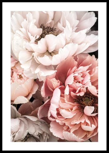 Poster Blushing Petals