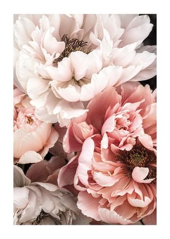 Poster Blushing Petals