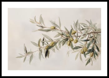 Poster Olive Branch Aquarelle
