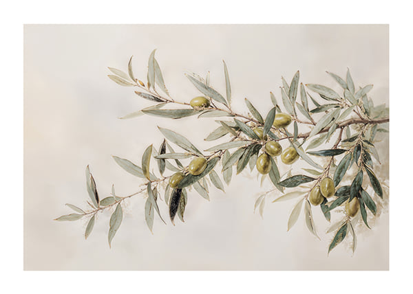 Poster Olive Branch Aquarelle