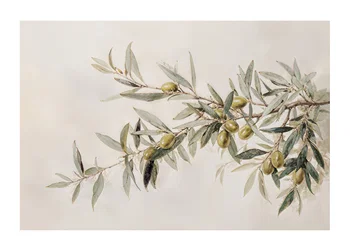Poster Olive Branch Aquarelle