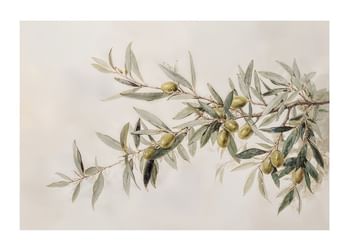Poster Olive Branch Aquarelle