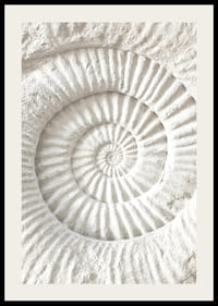 Juliste, jossa on yksityiskohtainen kiviveistos, joka jäljittelee nautilus-kuoren fossiilia-2