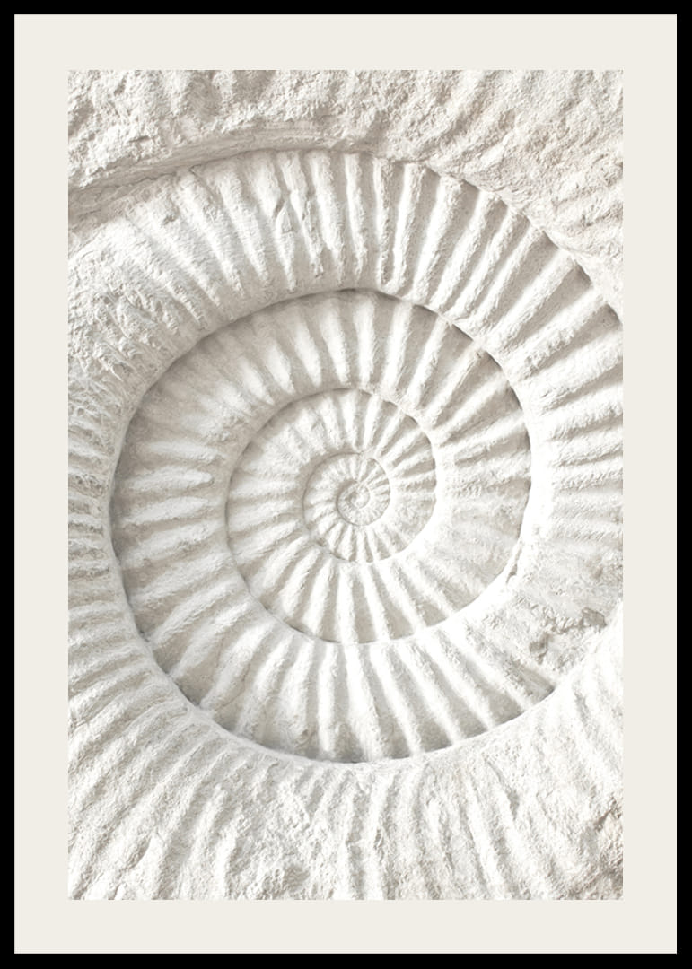 Juliste, jossa on yksityiskohtainen kiviveistos, joka jäljittelee nautilus-kuoren fossiilia-12