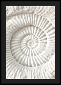 Juliste, jossa on yksityiskohtainen kiviveistos, joka jäljittelee nautilus-kuoren fossiilia-4