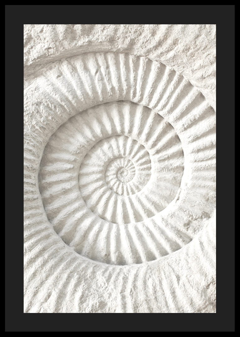 Juliste, jossa on yksityiskohtainen kiviveistos, joka jäljittelee nautilus-kuoren fossiilia-12