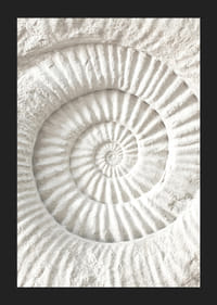 Juliste, jossa on yksityiskohtainen kiviveistos, joka jäljittelee nautilus-kuoren fossiilia-5