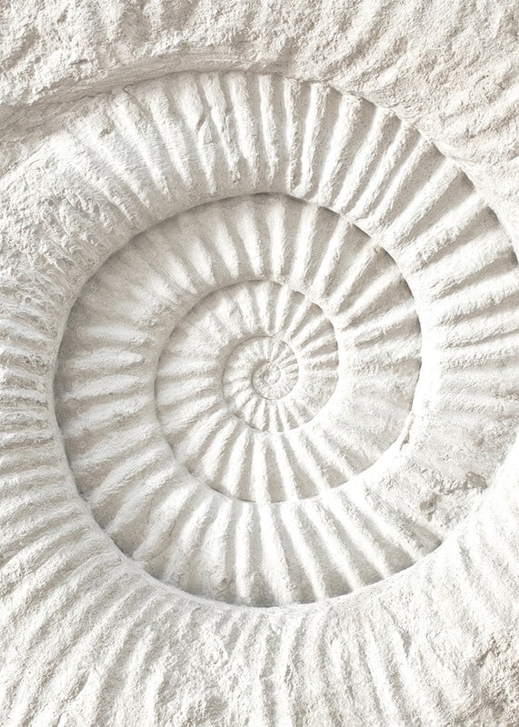 Poster featuring a detailed stone sculpture that mimics a nautilus shell fossil-12