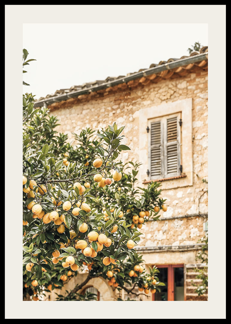 Poster med ett fotografi på ett citronträd i Medelhavsmiljö-12