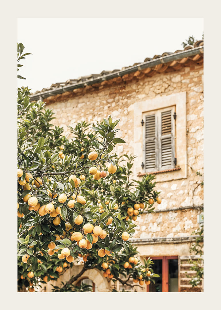 Poster med ett fotografi på ett citronträd i Medelhavsmiljö-12