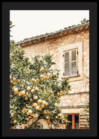 Poster med ett fotografi på ett citronträd i Medelhavsmiljö-4
