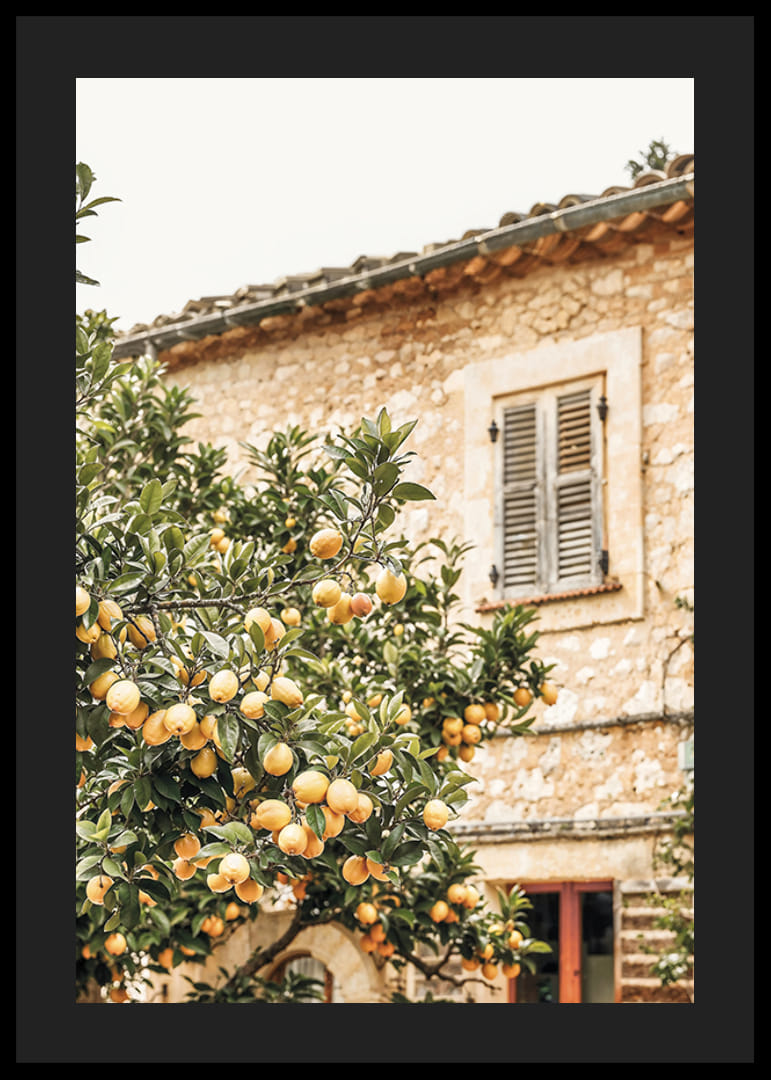 Poster med ett fotografi på ett citronträd i Medelhavsmiljö-12