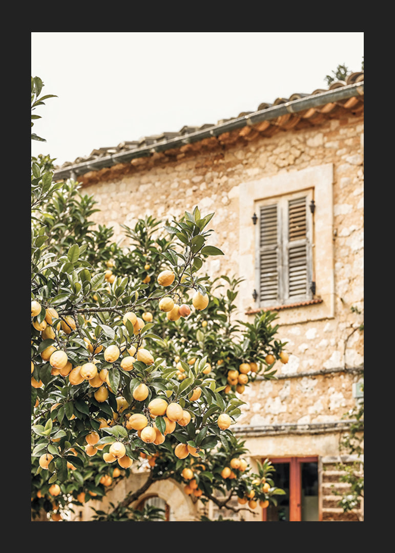 Poster con la fotografia di un albero di limone in un ambiente mediterraneo-12