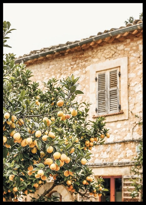 Poster con la fotografia di un albero di limone in un ambiente mediterraneo-12