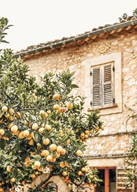 Poster con la fotografia di un albero di limone in un ambiente mediterraneo-7