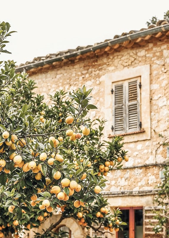 Poster con la fotografia di un albero di limone in un ambiente mediterraneo-12