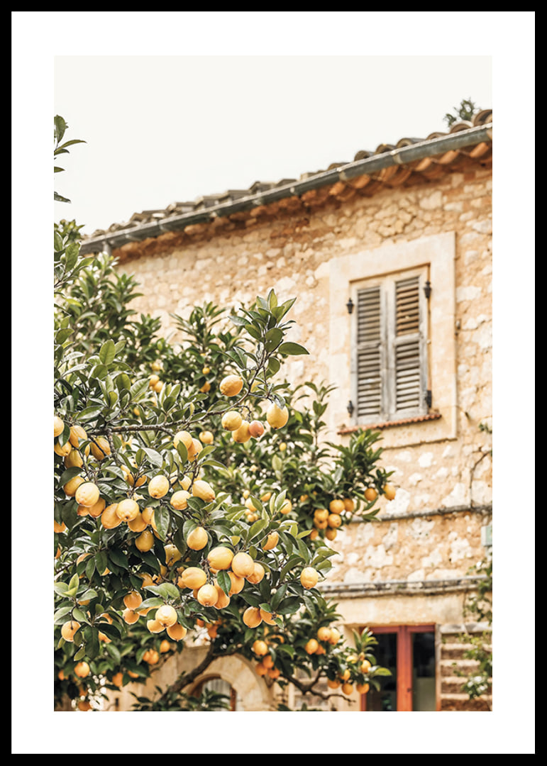 Poster con la fotografia di un albero di limone in un ambiente mediterraneo-12