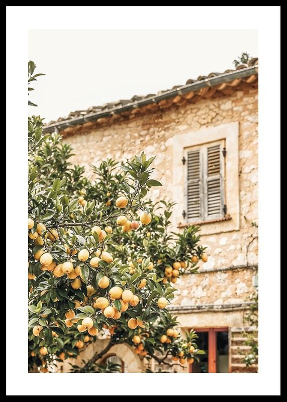 Poster cu o fotografie a unui lămâi într-un mediu mediteranean-12
