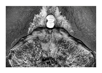 Poster Michael Phelps 2009
