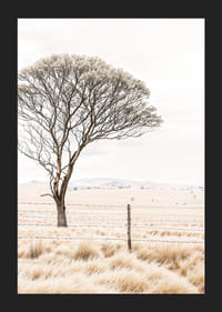 Plagát z kategórie príroda s fotografiou zobrazujúcou osamelý strom v otvorenej krajine-5