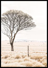 Poster från kategorin natur med ett fotografi som visar ett ensamt träd i ett öppet landskap-6