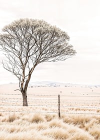 Poster from the nature category with a photograph showing a lone tree in an open landscape-7