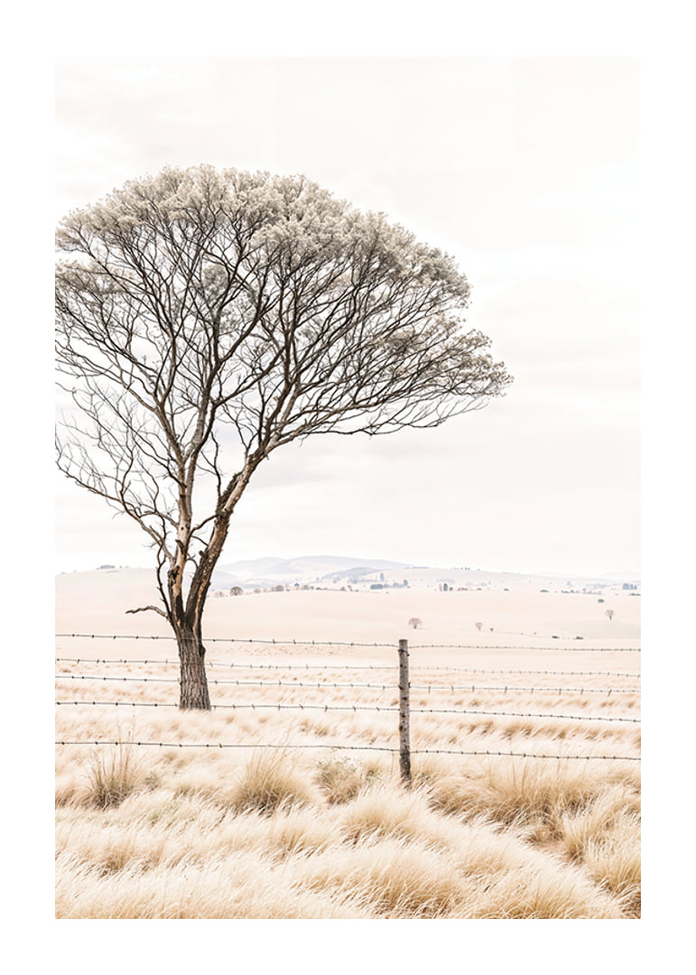 Poster from the nature category with a photograph showing a lone tree in an open landscape-12