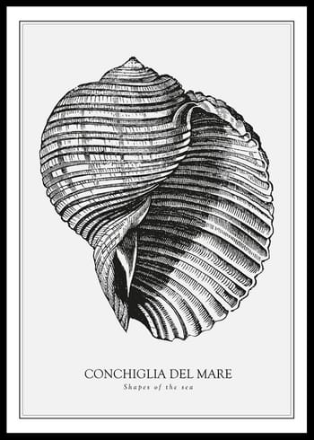 Plakāts Conchiglia Del Mare