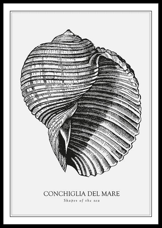 Poster cu o ilustrație de epocă a unei scoici-12
