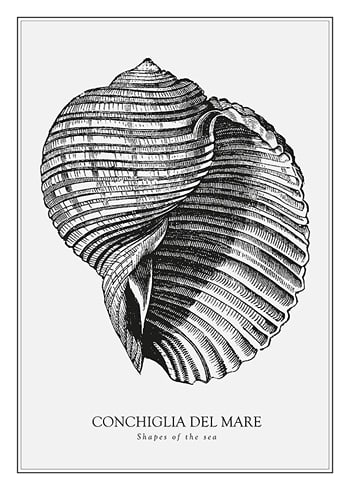 Plakat Conchiglia Del Mare