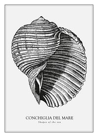 Poster cu o ilustrație de epocă a unei scoici-1
