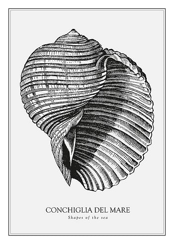 Poster Conchiglia Del Mare