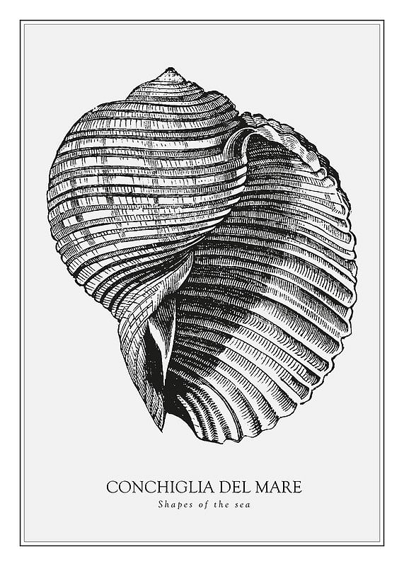 Poster Conchiglia Del Mare