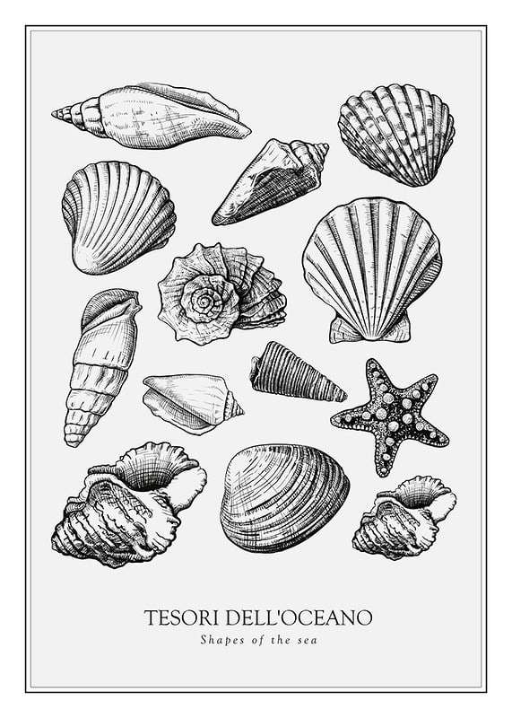 Poster con illustrazione vintage di un collage di conchiglie e stelle marine-12